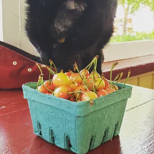 Kitty-approved cherries from Bountiful Beloit!