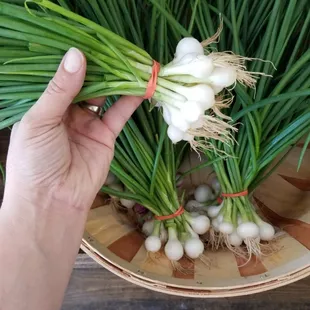 Local scallions, fresh from the fields.