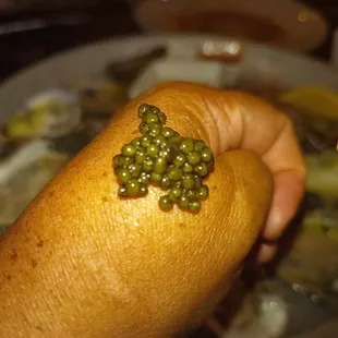 Russian Osetra