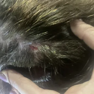 a closeup of a person's hand holding a cat's head