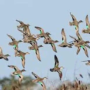 Teal season is Saturday so call for our Cast &amp; Blast Package 5043415614