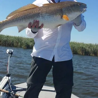 Redfish T.
