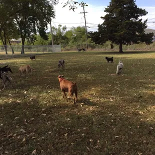The backyard is over an acre of grass, shade, and sticks for the dogs to feel right at home- or even better!