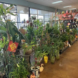 Beautiful Fresh Plants