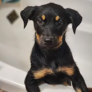 a puppy sitting in a bathtub