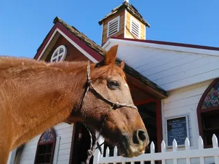 Lazy T Ranch