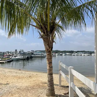 Beach by my table and the marina next door