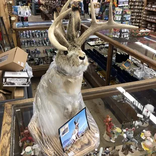 Texas Jackalope