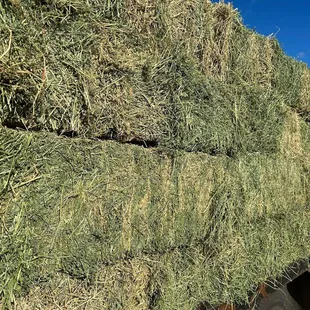 Beautiful dense and leafy alfalfa! Sourced from the same grower for quality and consistency. #alfalfa #equine #hay #CAgrown #local