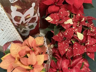 Mountain Feed & Nursery