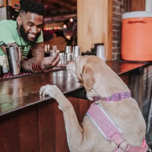 Patio Bar (free treats for dogs!)