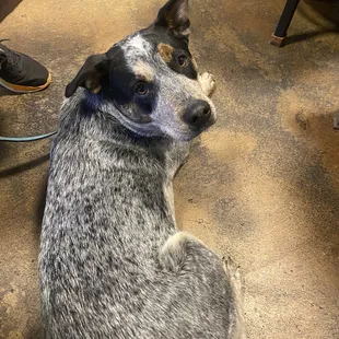 Bluey loves Boxing Bear