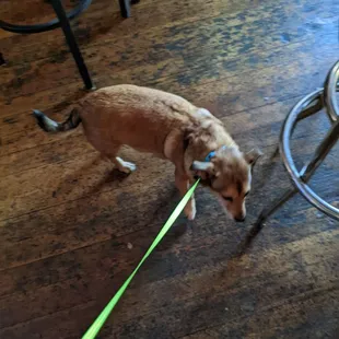 Dog friendly