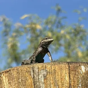 Perched lizard with a blue belly!