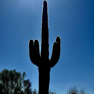 What is this five finger cactus doing? ;)