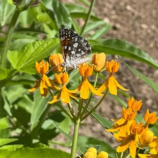 Butterfly in the childrens garden.