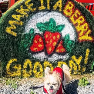 a dog standing in front of a hay bale