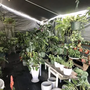 They now have plants