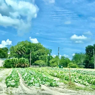 boyette family farms