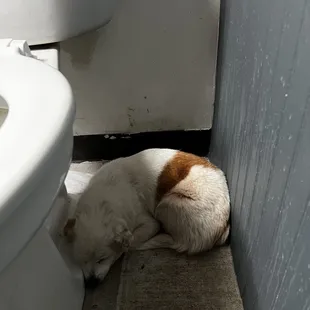 Their 15 year old dog likes to hide in the warm bathroom and may pop under the stall for a visit.