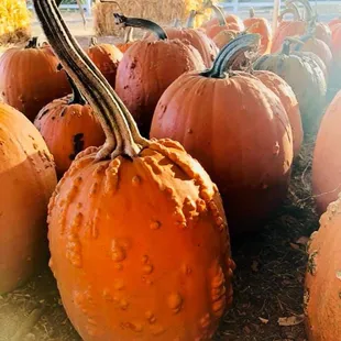 a pile of pumpkins
