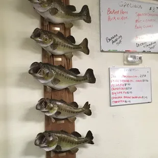 St. John River largemouth