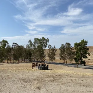Other horses on the spacious property.