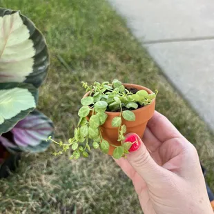 Brady Nursery