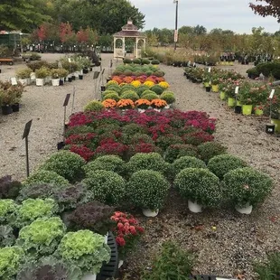 a variety of plants and flowers