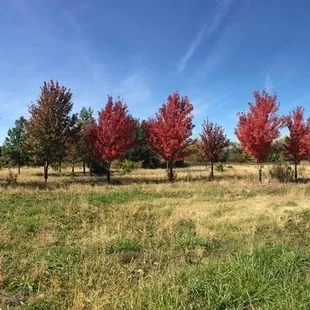 a row of trees with red leaves