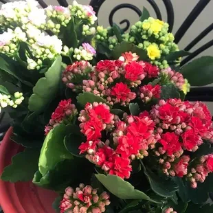 a potted plant with red flowers