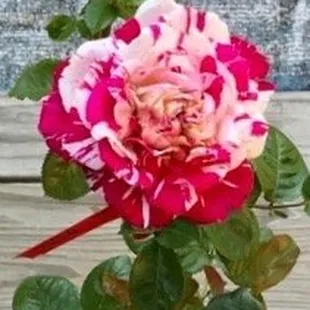 a single pink and white rose