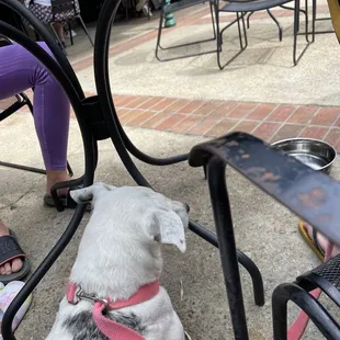 a dog sitting under a table