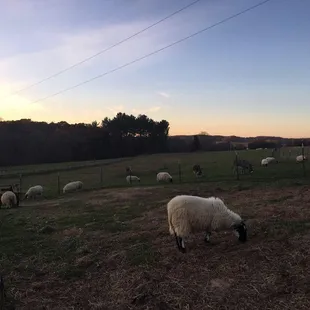 sheep grazing in a field