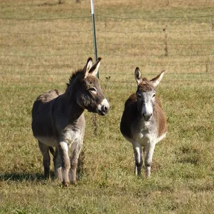 two donkeys in a field