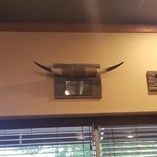 a cow skull mounted on the wall