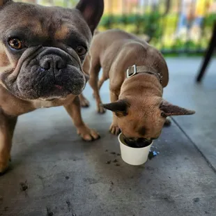 Our frenchies enjoyed nice cool water. Thank you #Brandon&apos;s