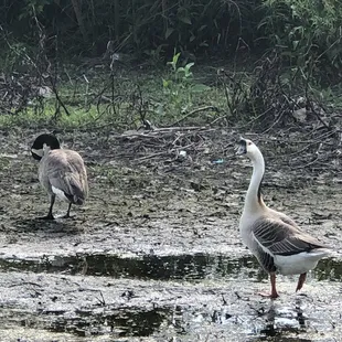 Brandt Park - OU Duck Pond:  Geese