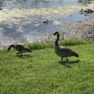 Brandt Park - OU Duck Pond:  Pond Area &amp; Geese