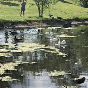 Brandt Park - OU Duck Pond:  Pond Area