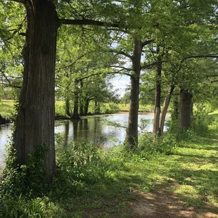 Brandt Park - OU Duck Pond:  Pond Area &amp; Trees