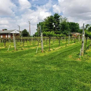 Vineyards at Brandywine Creek Vineyards &amp; Winery