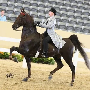 At Brannon Stables there is, among the onsite trainers, a combined 100 years of experience in training horses and riders for ASB shows.