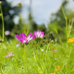 a field of flowers
