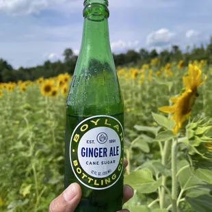 a hand holding a bottle of ginger ale