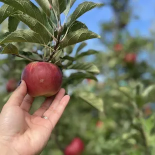 a hand holding an apple