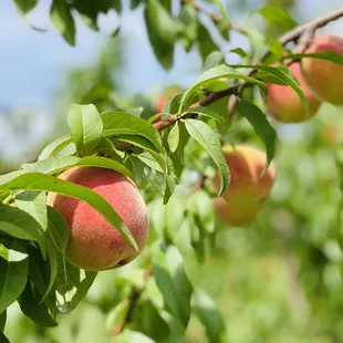 peaches on a tree