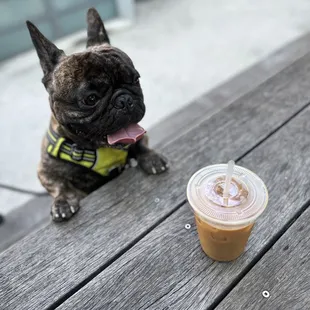 a dog sitting on a bench with a cup of coffee