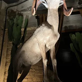 The Ram