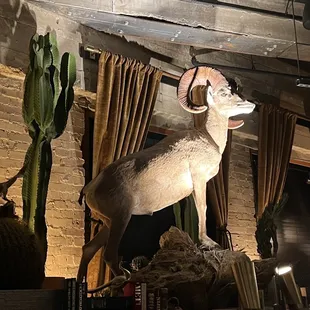 Ram